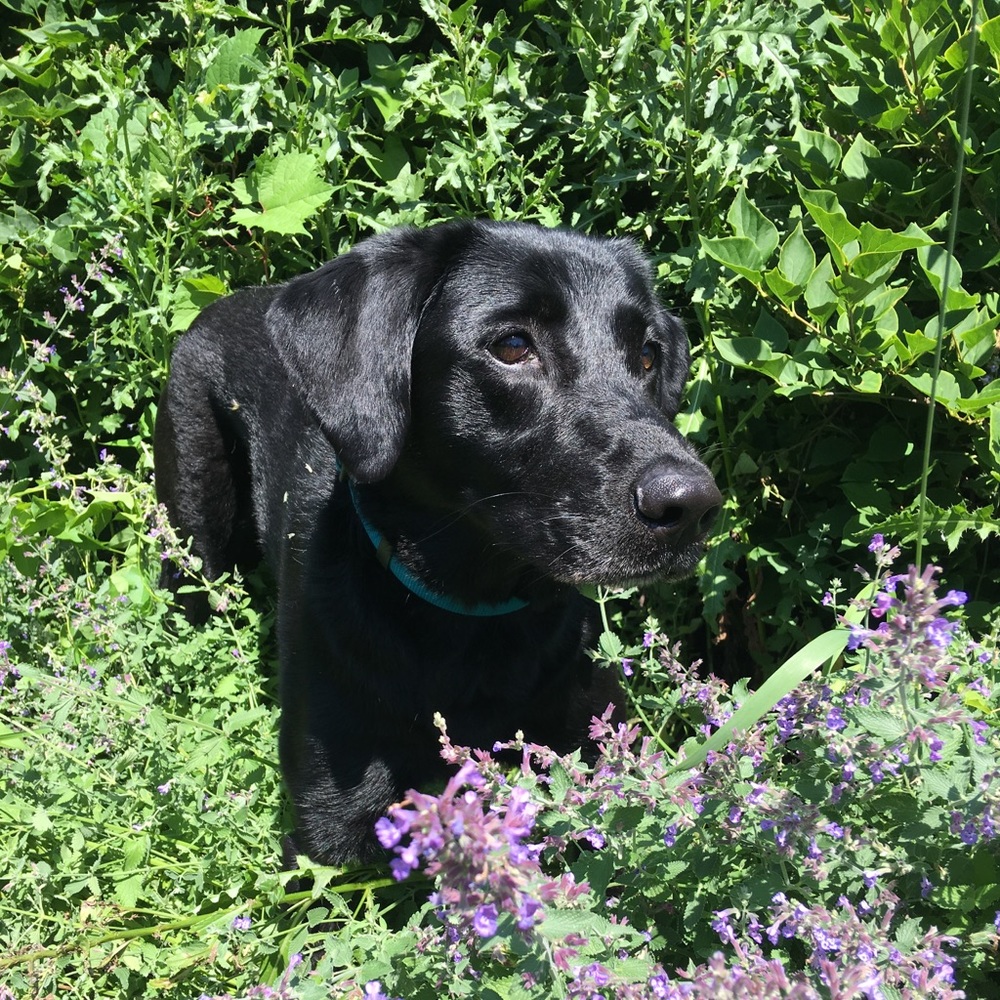 Meet your Posher, Nancy